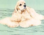 American Cocker Spaniel-Blonde (Body)