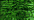 008HL Green Hi Lustre (#4)