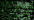 009HL Emerald Hi Lustre (BF)