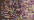 042 Confetti Fuchsia (#4)