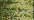 045 Confetti Gold (#8)