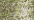 102 Vatican Gold (#8)