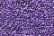 Treasure Petite: pb11 - Purple