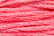 Sampler Threads: Poppy