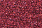 Treasure Petite: pb67 - Raspberry