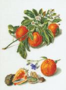 Fruta Antigua 1°