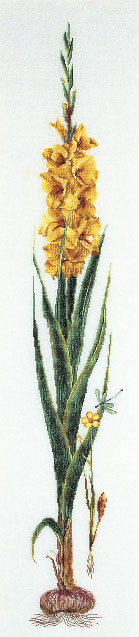 Gladioli - Amarillo