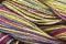 Caron Wildflowers 026 - Mardis Gras