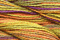 Caron Wildflowers 049 - Yellow Fever