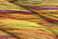 Caron Wildflowers 049 - Yellow Fever