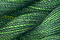 Caron Wildflowers 065 - Emerald