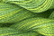 Caron Wildflowers 066 - Jade
