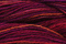 Caron Wildflowers 084 - African Sunset