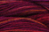 Caron Wildflowers 084 - African Sunset