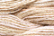 Caron Wildflowers 161 - Seashell