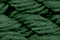 Caron Waterlilies 169 Moss