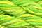 Caron Waterlilies 201 Budding Leaf