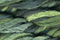 Caron Waterlilies 211 Cucumber
