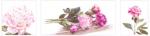 Peonie