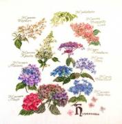 Hydrangea