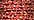 3503 Red Flamenco (#8)