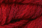 Caron Watercolours 219 - Cardinal