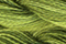Caron Wildflowers 206 - Gaucamole
