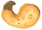 2306L - Large Yellow Squash