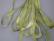 SR7-053 - Granny Smith Green