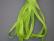 SR7-097 - Halloween Green
