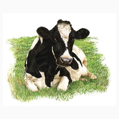 Fresian Cow II