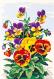 Flores: Flores de pensamiento