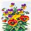 Flores: Flores de pensamiento