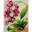 Flores: Orquídea