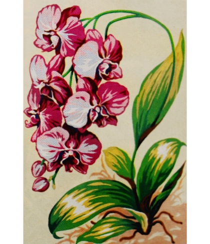 Flores: Orquídea