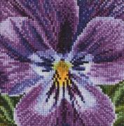 Pansy: Shades of Lilac