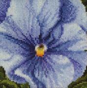 Pansy: Lilac and Blue