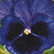 Pansy: Royal Purple
