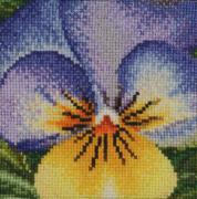 Pansy: Purple and Gold