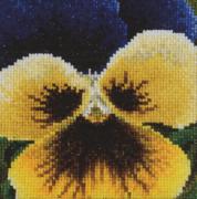 Pansy: Blue and Yellow
