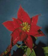 Tallo para flores de ganchillo: Estrella de Pascua