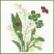Bouquet de Fleurs: Muguete - Blanco