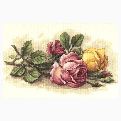 Rose Cuttings