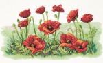 Field of Poppies