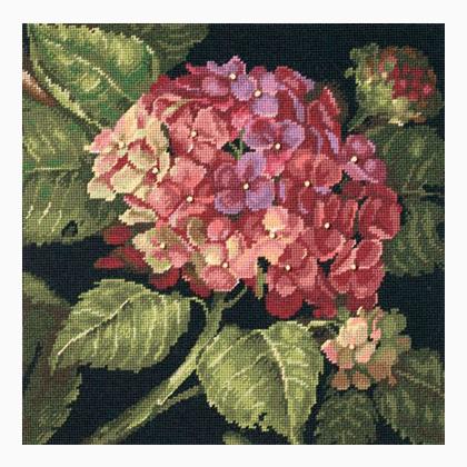 Hydrangea Bloom