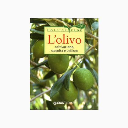 L\'olivo. Coltivazione, raccolta e utilizzo