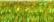 015L Laser Lime (#8)