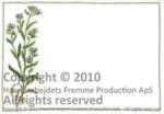 Place mats: Anchusa Arvensis