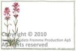 Place mats: Catchfly