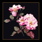 Rosa Leersum - Negro